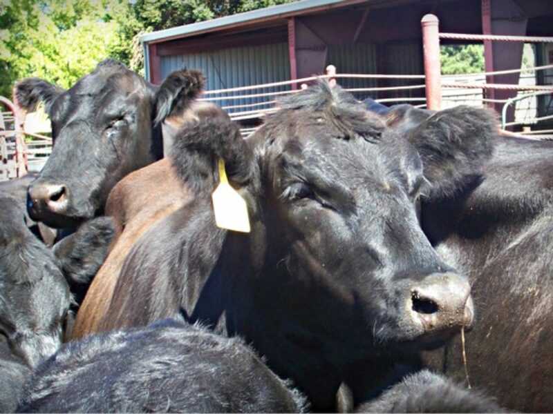 'Meat consumption is a case in point'