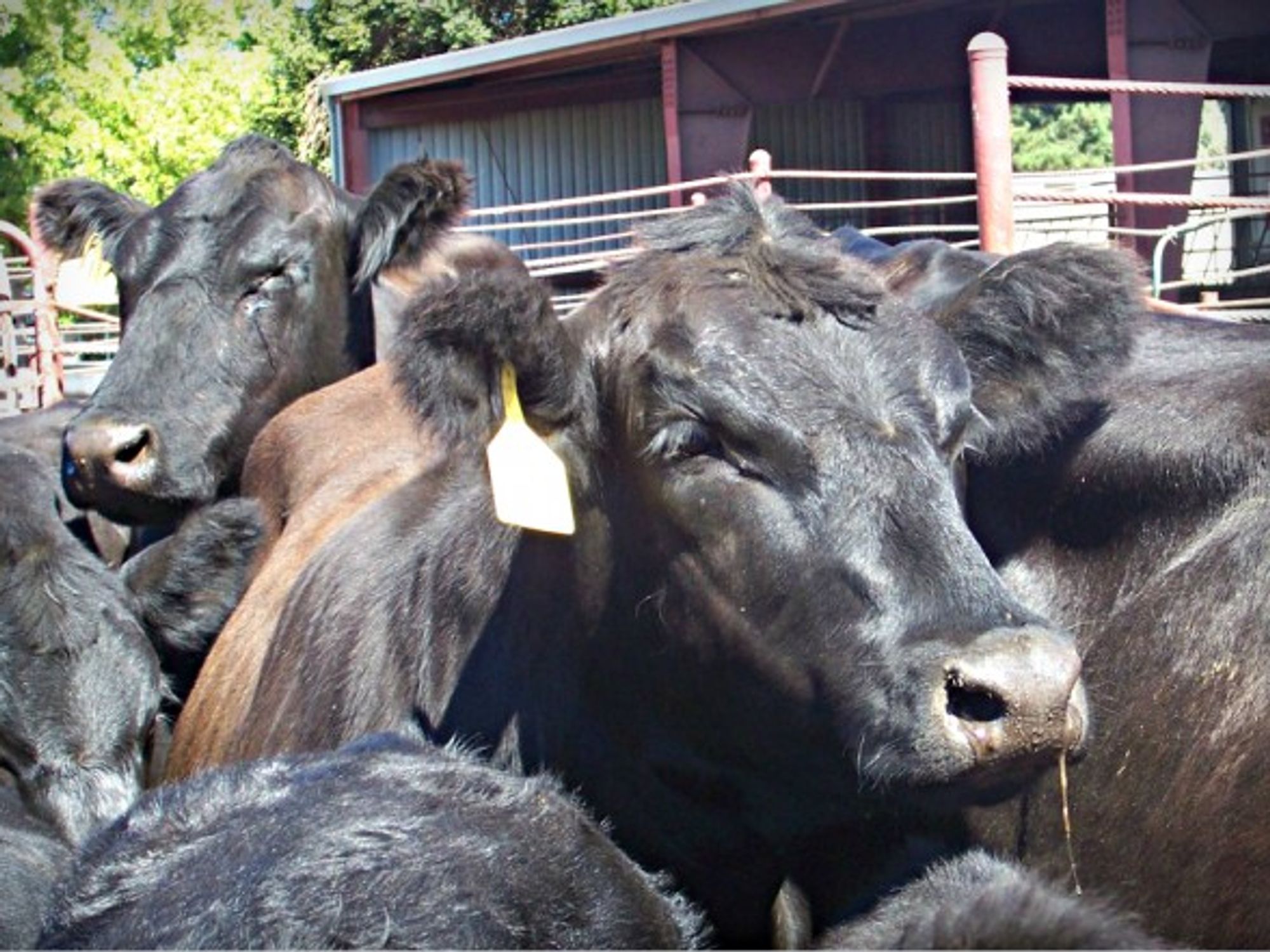 'Meat consumption is a case in point'