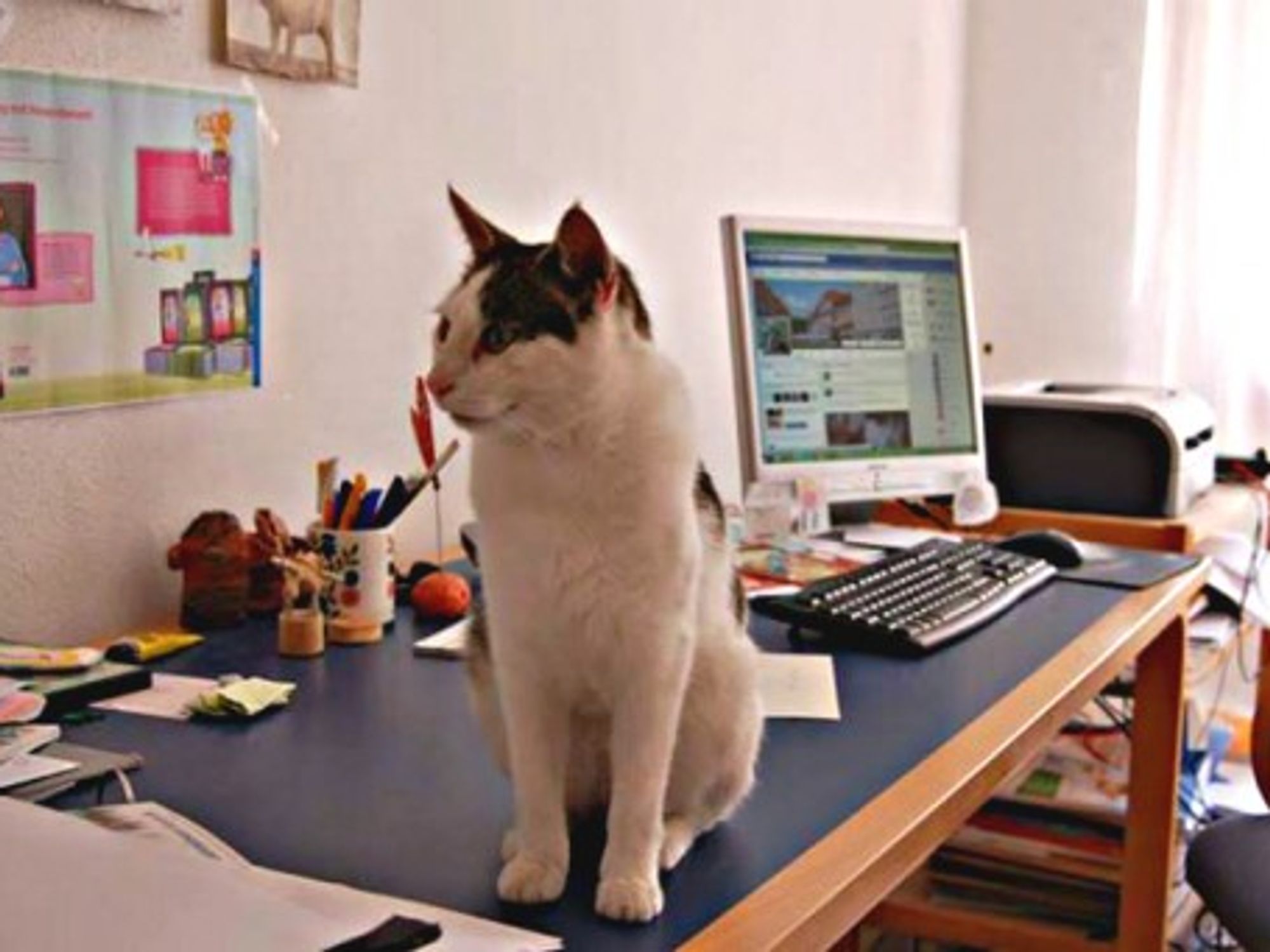 Meet Camillo, Germany's Roaming Facebook Cat