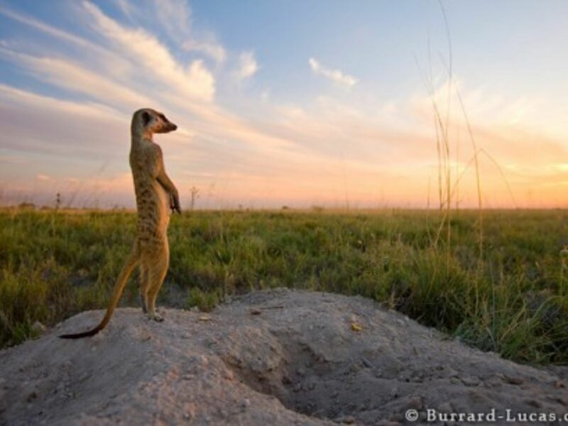 Meet The Photographer Beloved By Meerkats