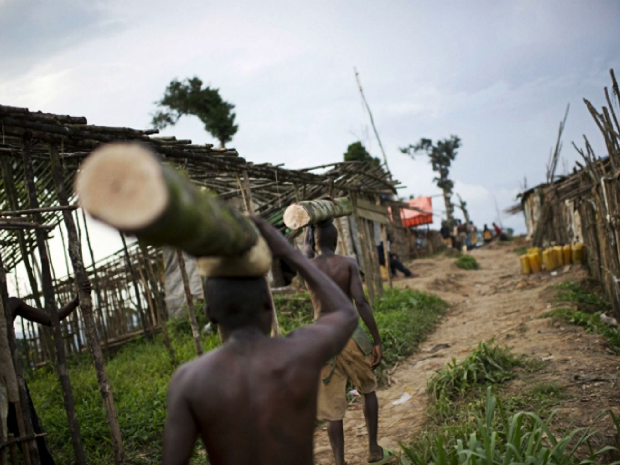 Men carrying tree trunks in North Kivu, DRC
