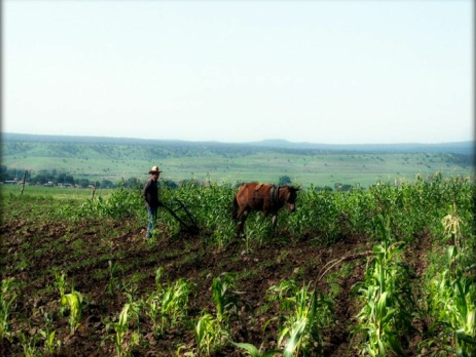 Mexican Farmers Turn Into Vigilantes To Fight Narco Traffickers
