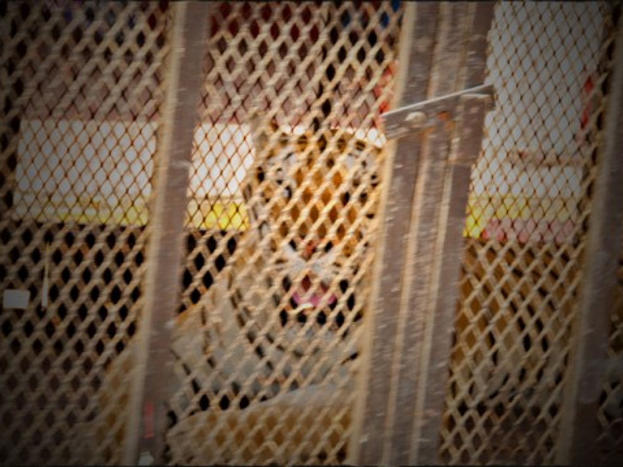 Mexico Bans Jungle Animals In Circuses