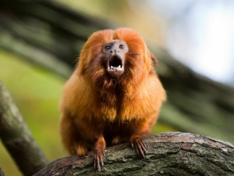 Mico-leÃ£o-dourado [Golden Lion Tamarin]