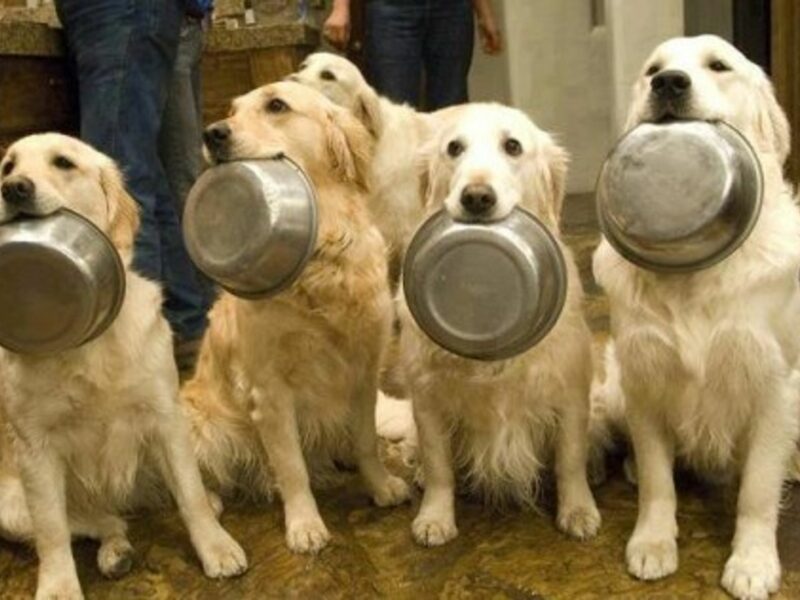 Milan Opens Italy's First Food Bank For Animals
