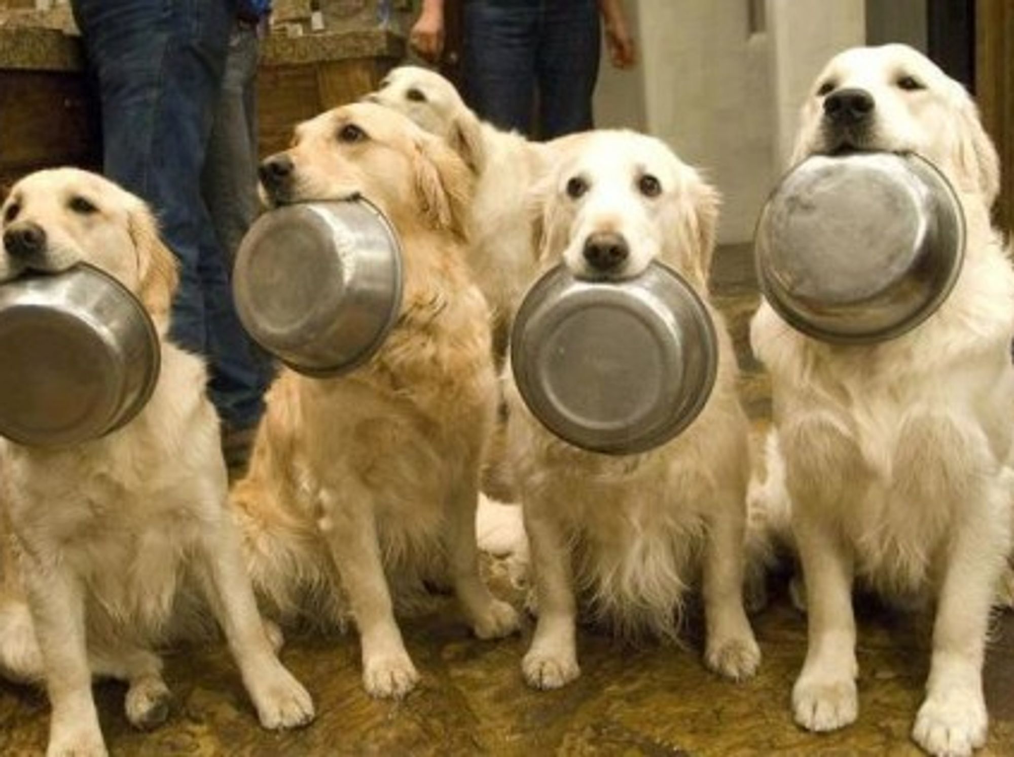 Milan Opens Italy's First Food Bank For Animals