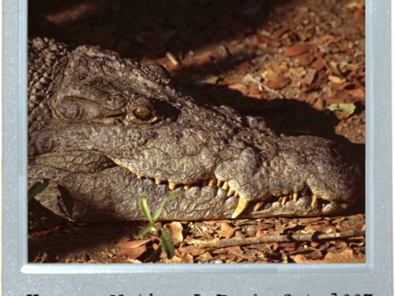 Mobile Crocodile