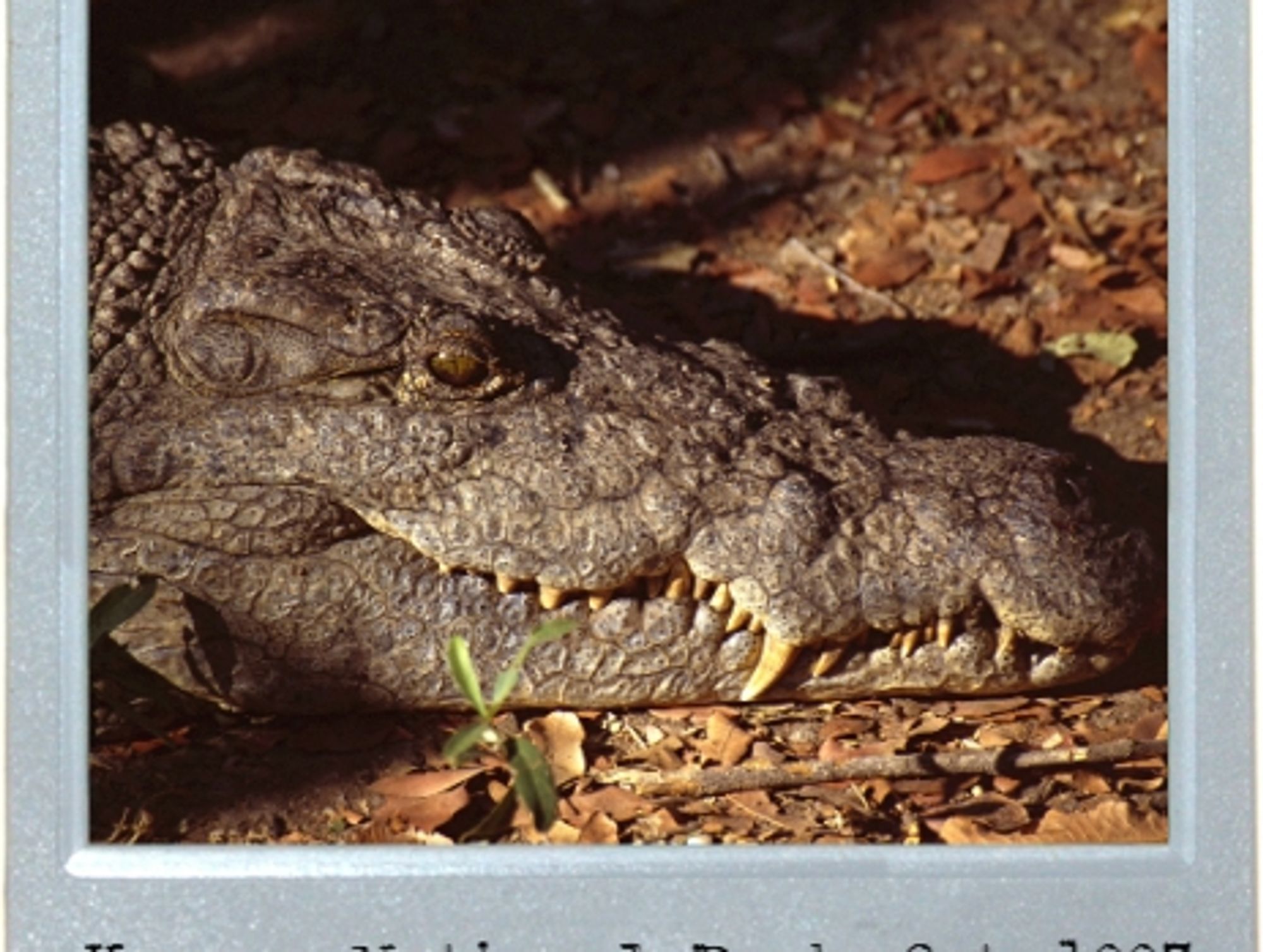 Mobile Crocodile