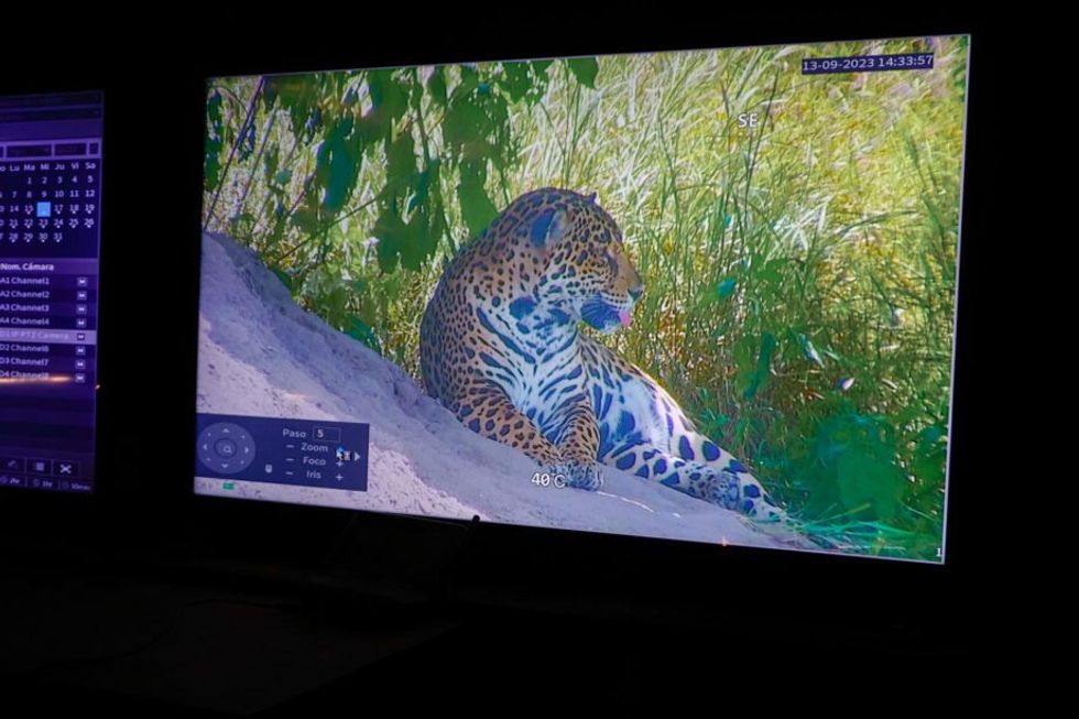 Monitoring of the jaguars that participate in the gene-bank project.