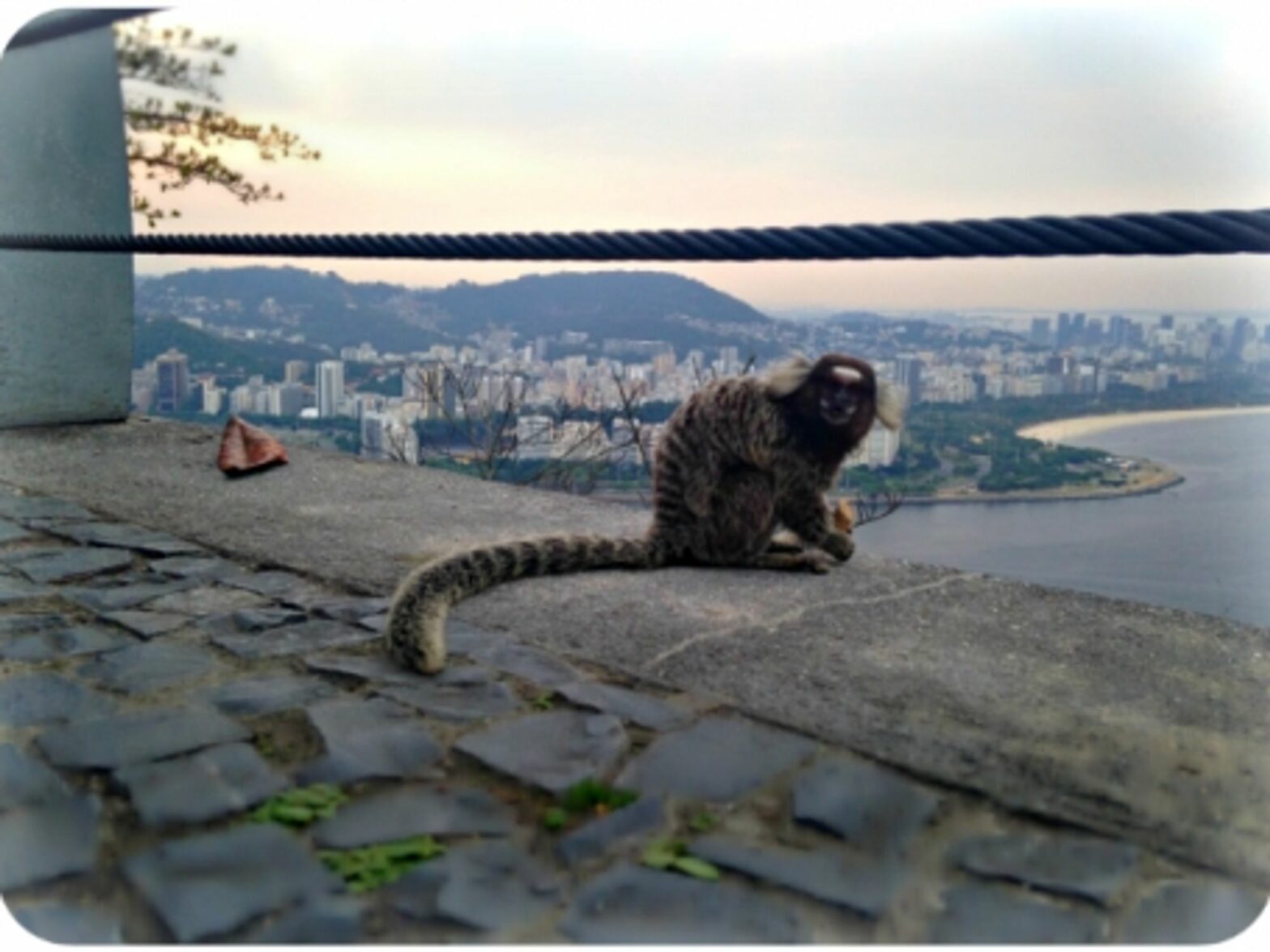 Monkey in Rio de Janeiro, Brazil