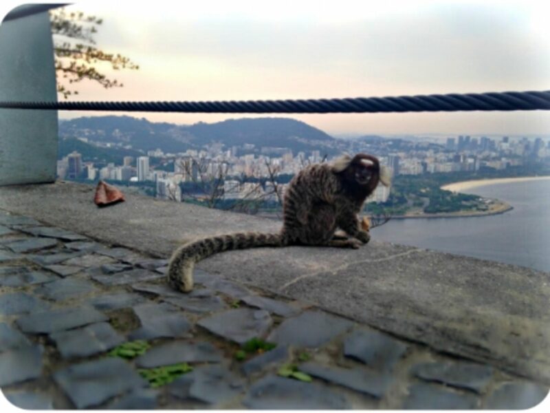 Monkey in Rio de Janeiro, Brazil