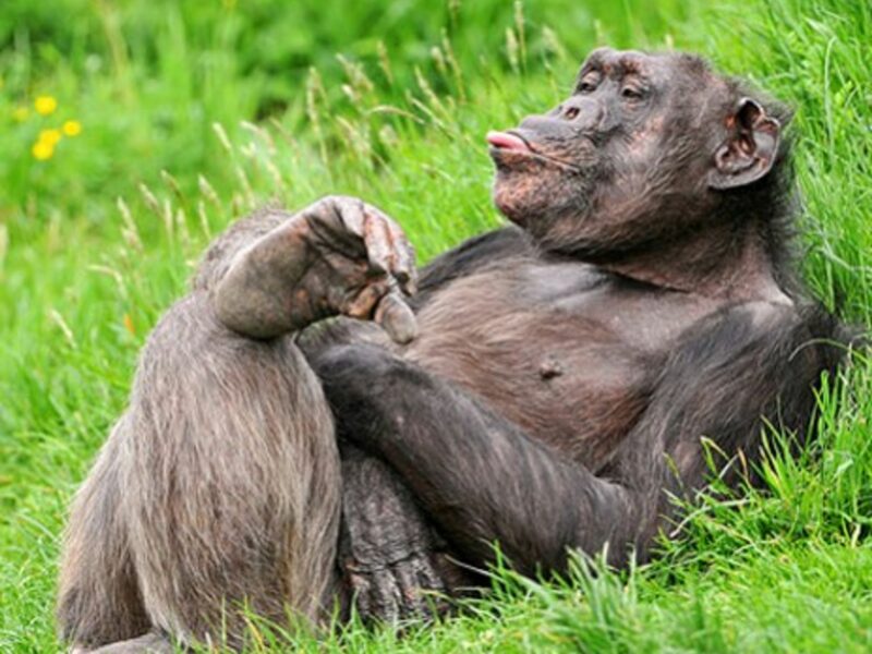 Monkeying around