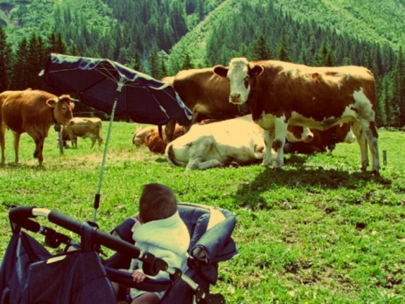 Moo moo! It's family-friendly Switzerland