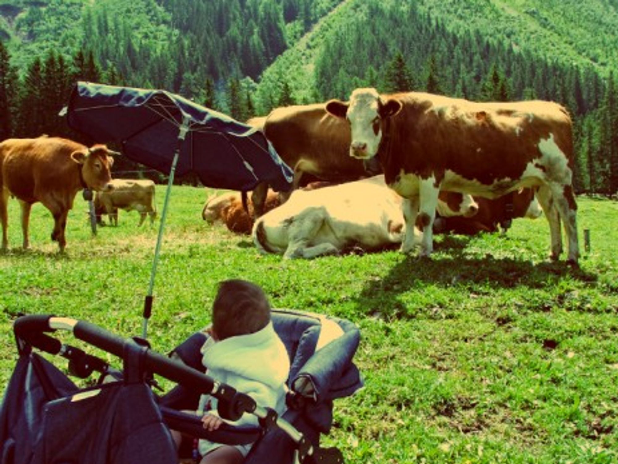 Moo moo! It's family-friendly Switzerland