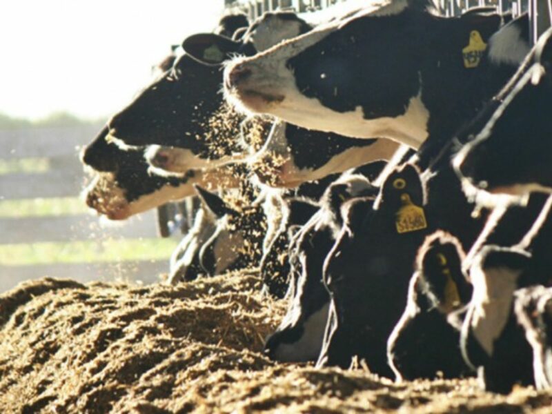 Moo-y bien