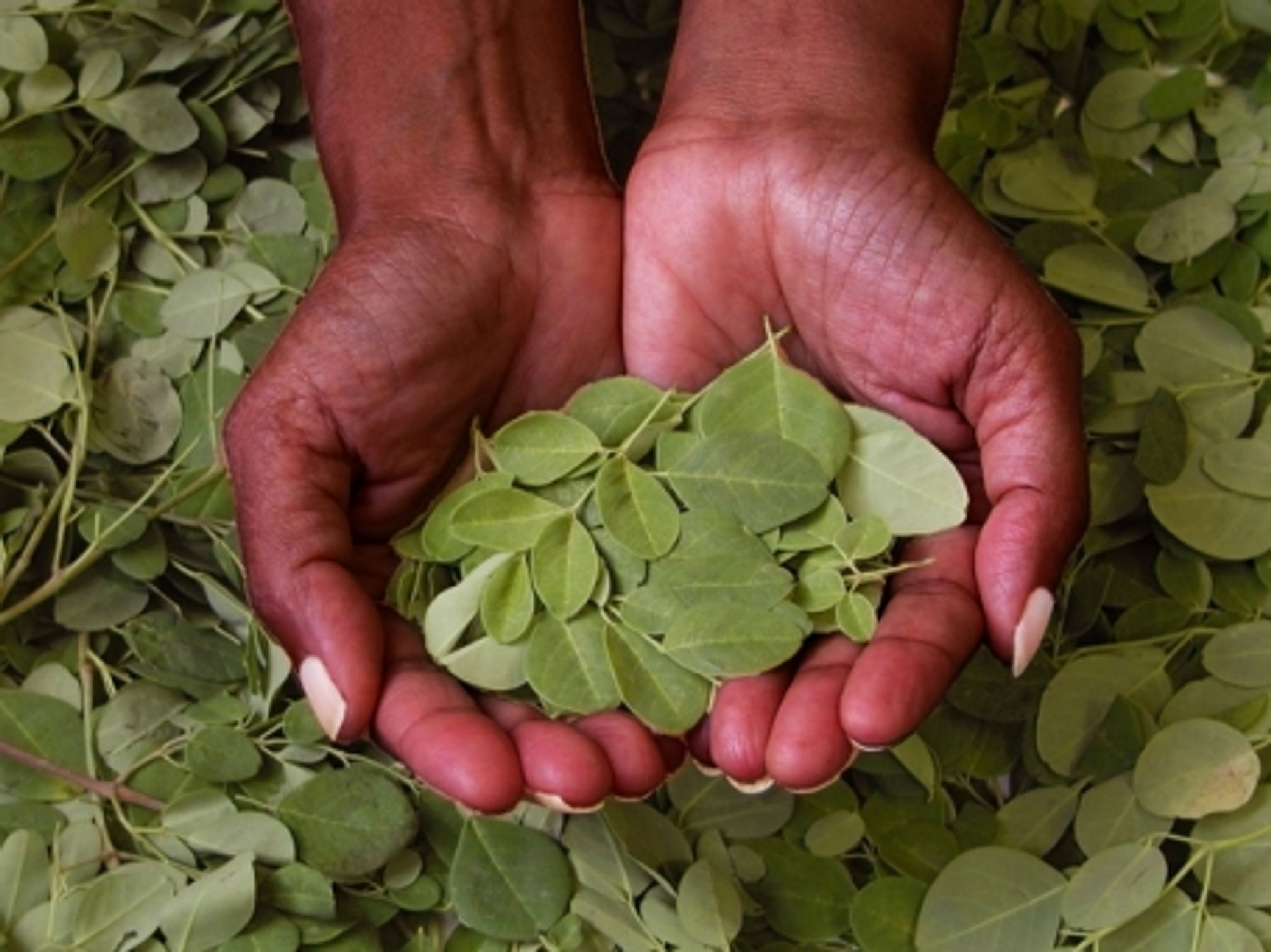 Moringa leaves, Jun. 3, 2002