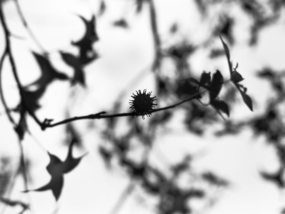 "My brother, not perceiving my air of superiority, pointed to the top of a tree and said, 'That's a sweetgum tree.'"
