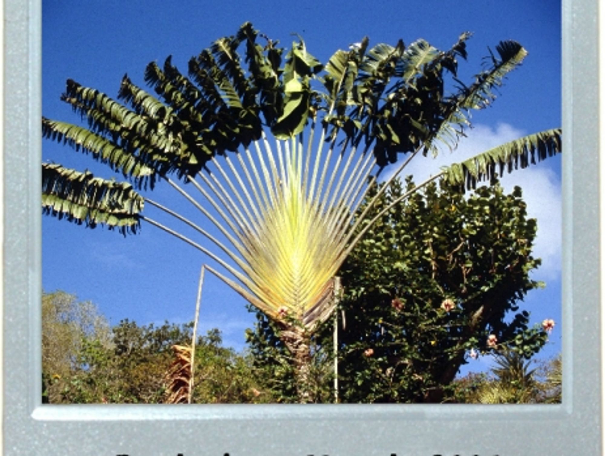 My Kind Of Tree