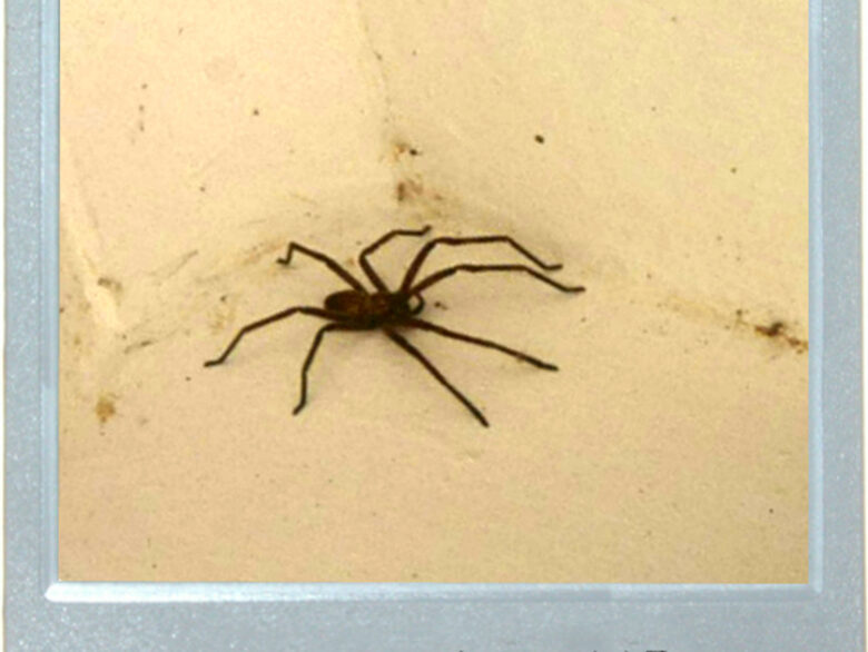 My South African Spider Safari