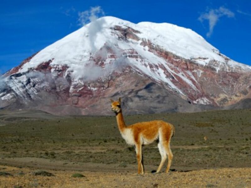 "My vicuÃ±a sense is tingling"