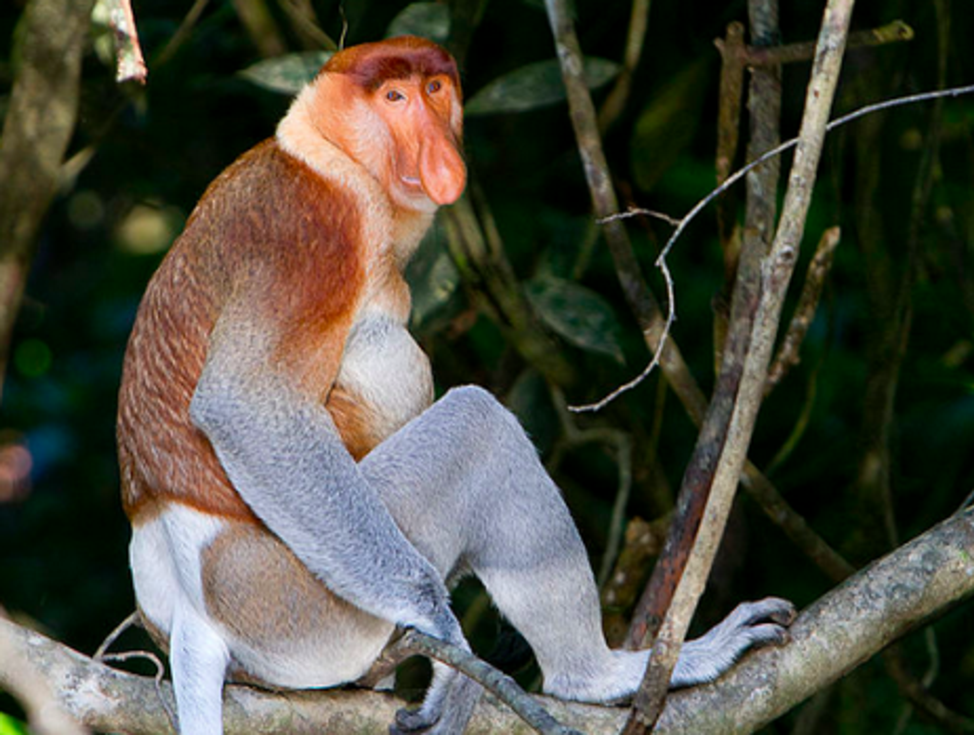 Naked Mole Rats, Goblin Sharks, Blobfish - Searching For The World's Ugliest Animals