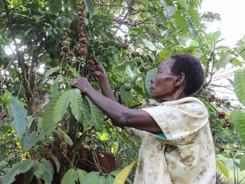 Nalwoga Mary picks coffee berries in her farm in Uganda.