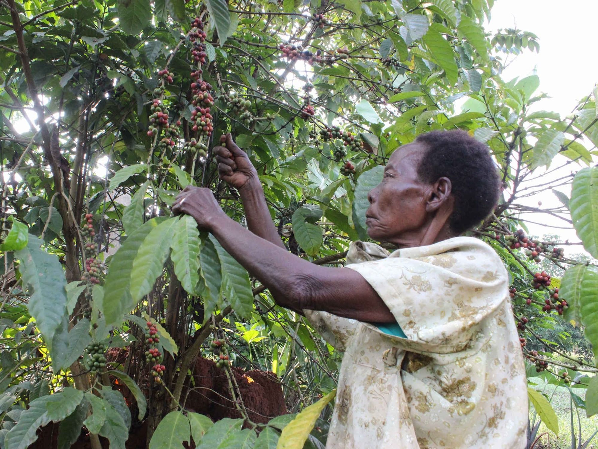 Nalwoga Mary picks coffee berries in her farm in Uganda.