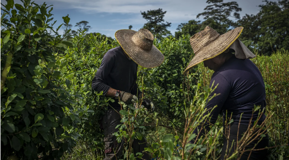 Narcos Or The Algorithm? Colombia's Coca Farmers Storm Social Media