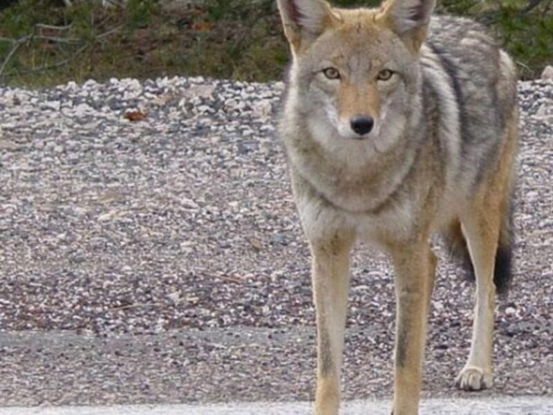 New Argentine Law Will Allow Hunting Of Wild Dogs