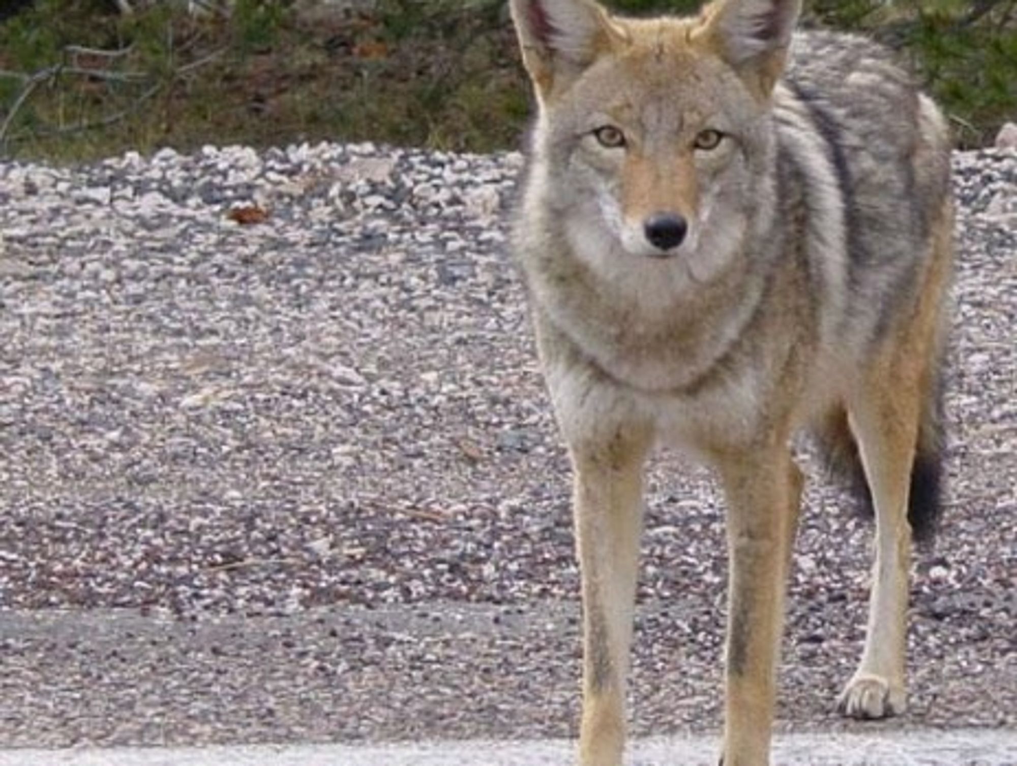 New Argentine Law Will Allow Hunting Of Wild Dogs