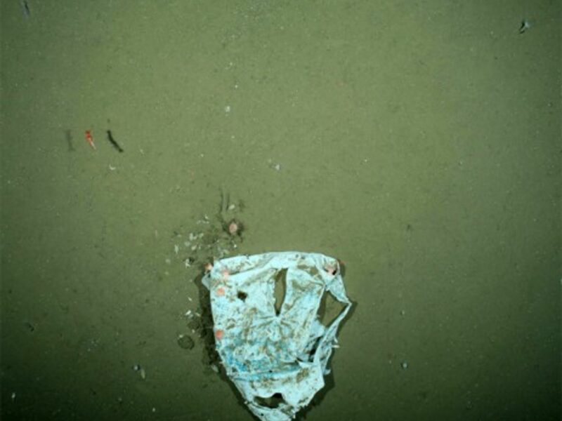 New plastic bags are found everyday on the floor of the Arctic Ocean