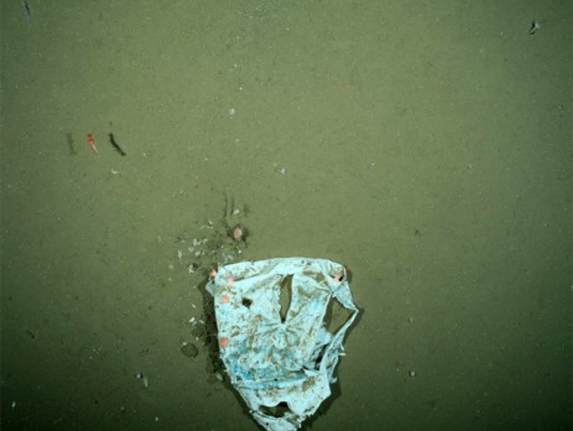 New plastic bags are found everyday on the floor of the Arctic Ocean