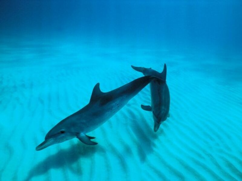 New Research Says That Dolphins Can Speak