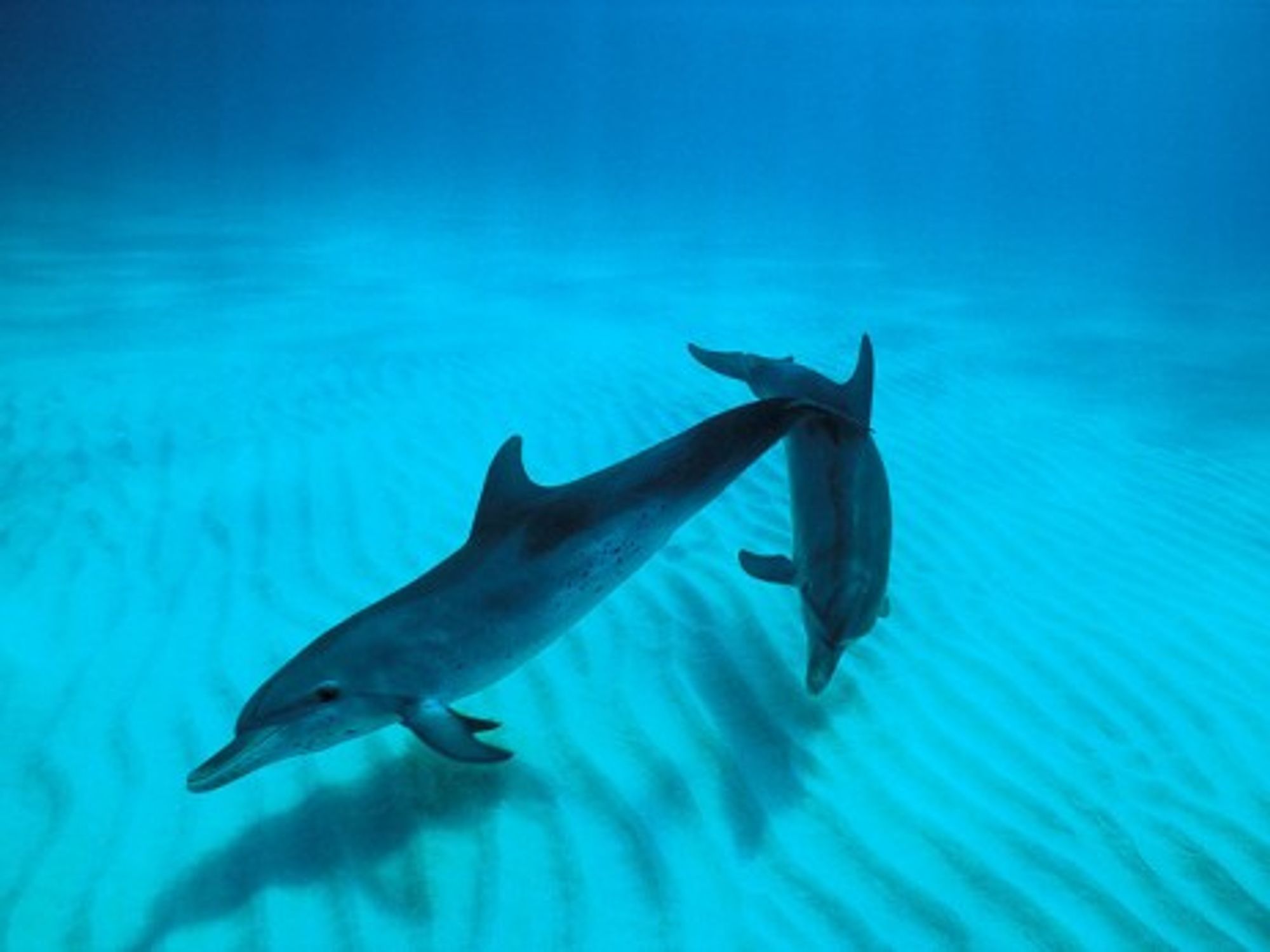 New Research Says That Dolphins Can Speak