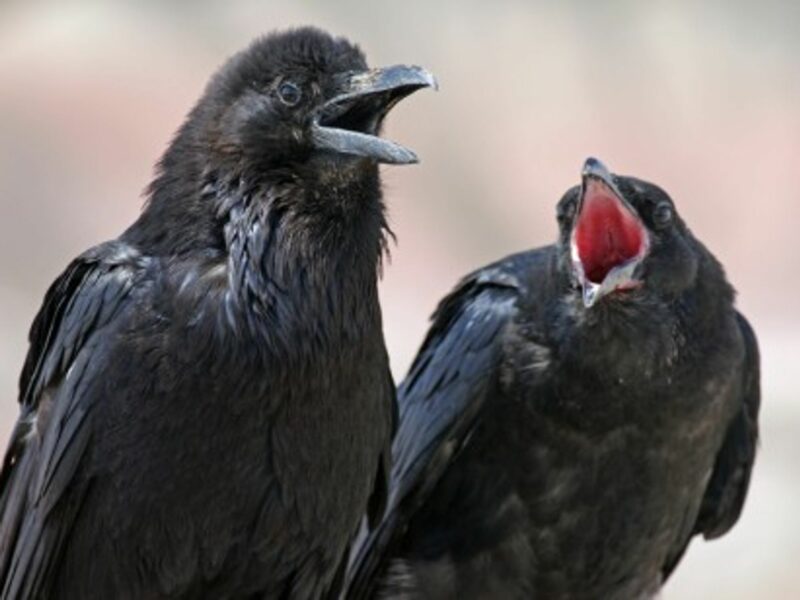 No Birdbrain: Ravens Are Way Smarter Than You Think