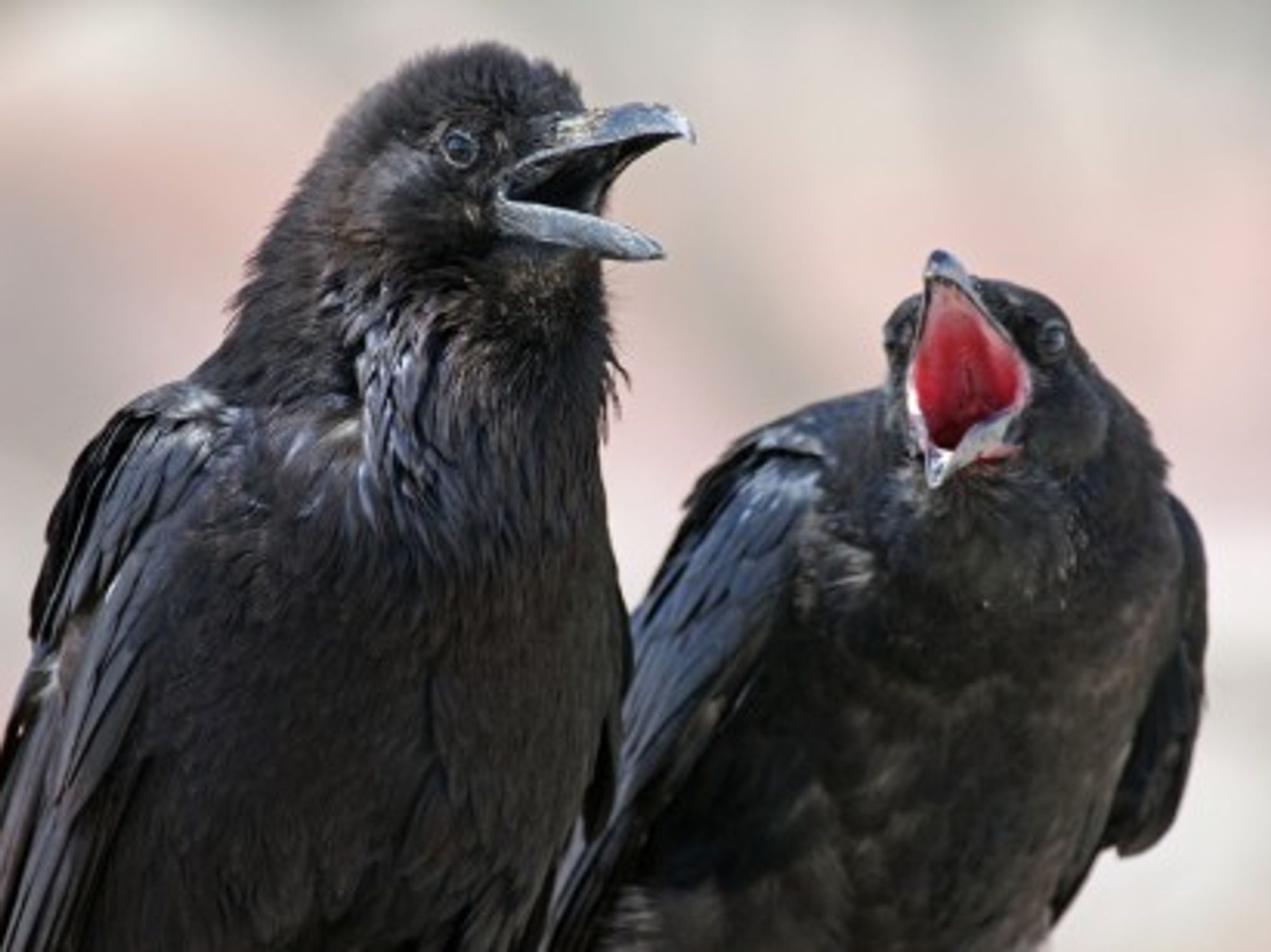 No Birdbrain: Ravens Are Way Smarter Than You Think
