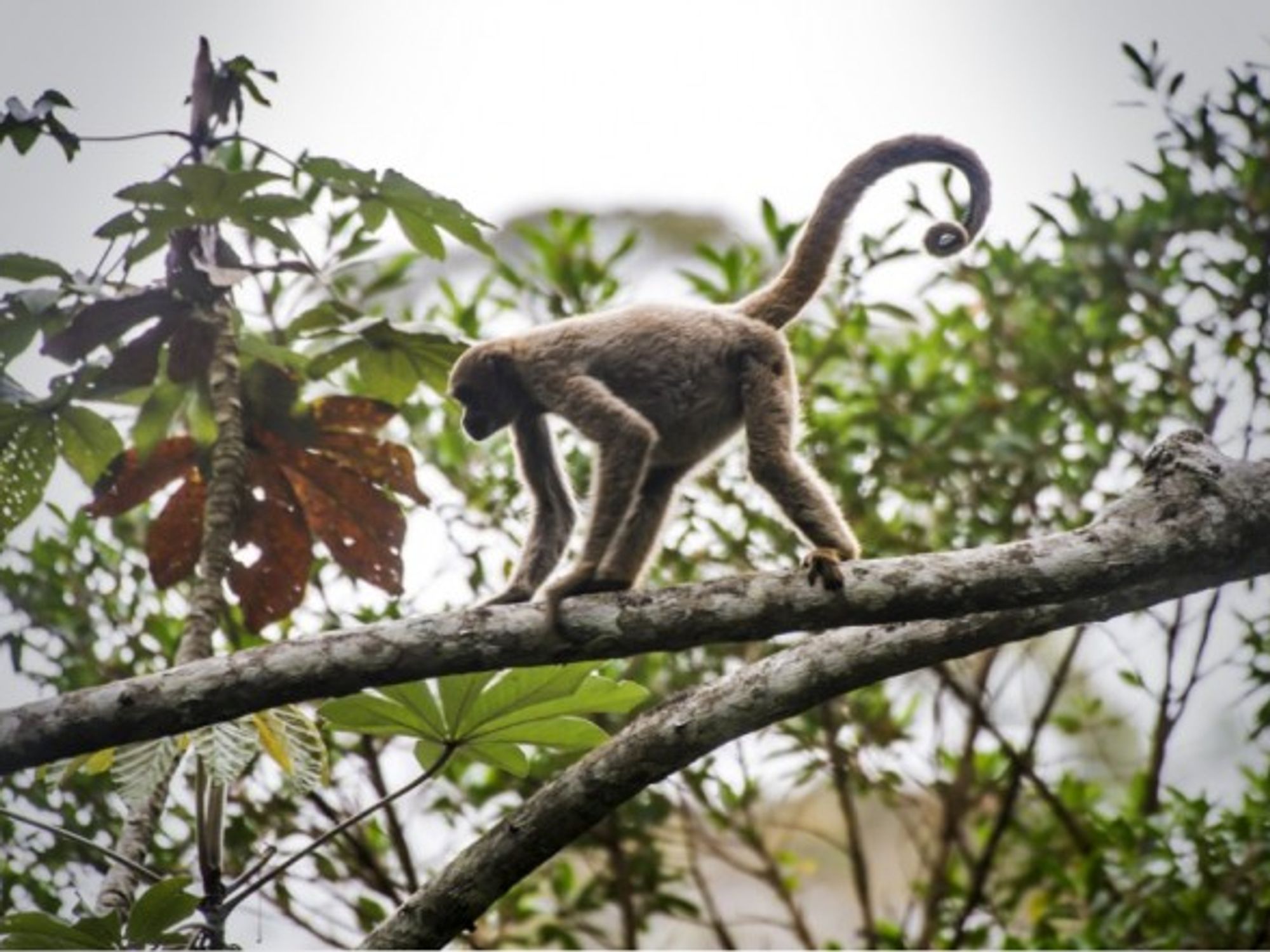 Northern muriqui, critically endangered of extinction