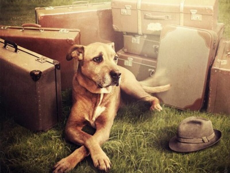 Not Just For Humans: Using Photoshop To Get Dogs Adopted