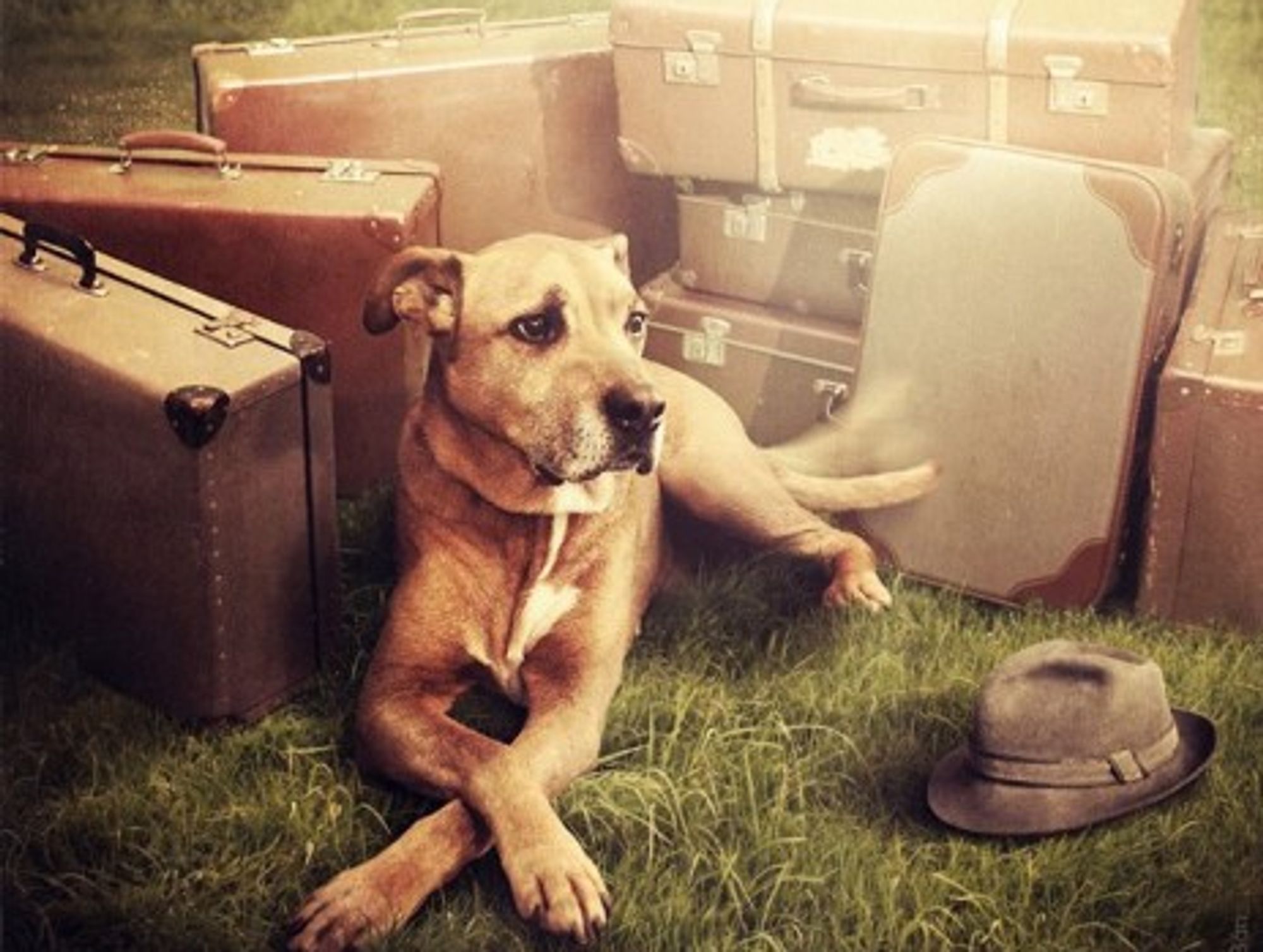 Not Just For Humans: Using Photoshop To Get Dogs Adopted