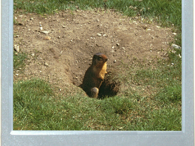 Not Quite Groundhog Day
