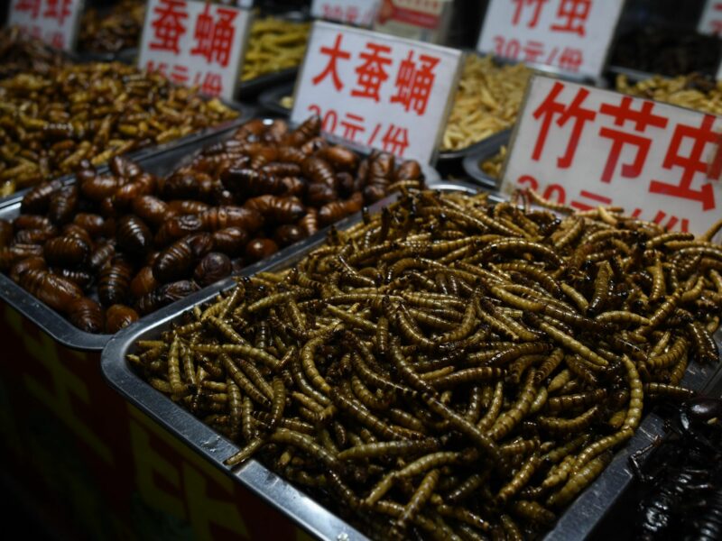 nsects sold at Zhongshan Road Street Food Night Market in Nanning, China