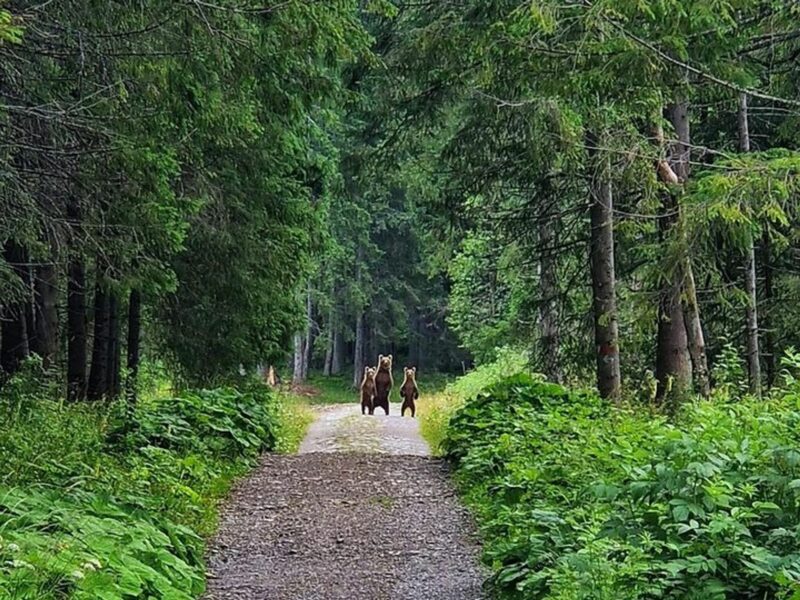 On the horizon of a plant lined forest path, three bears stand on their hind legs.