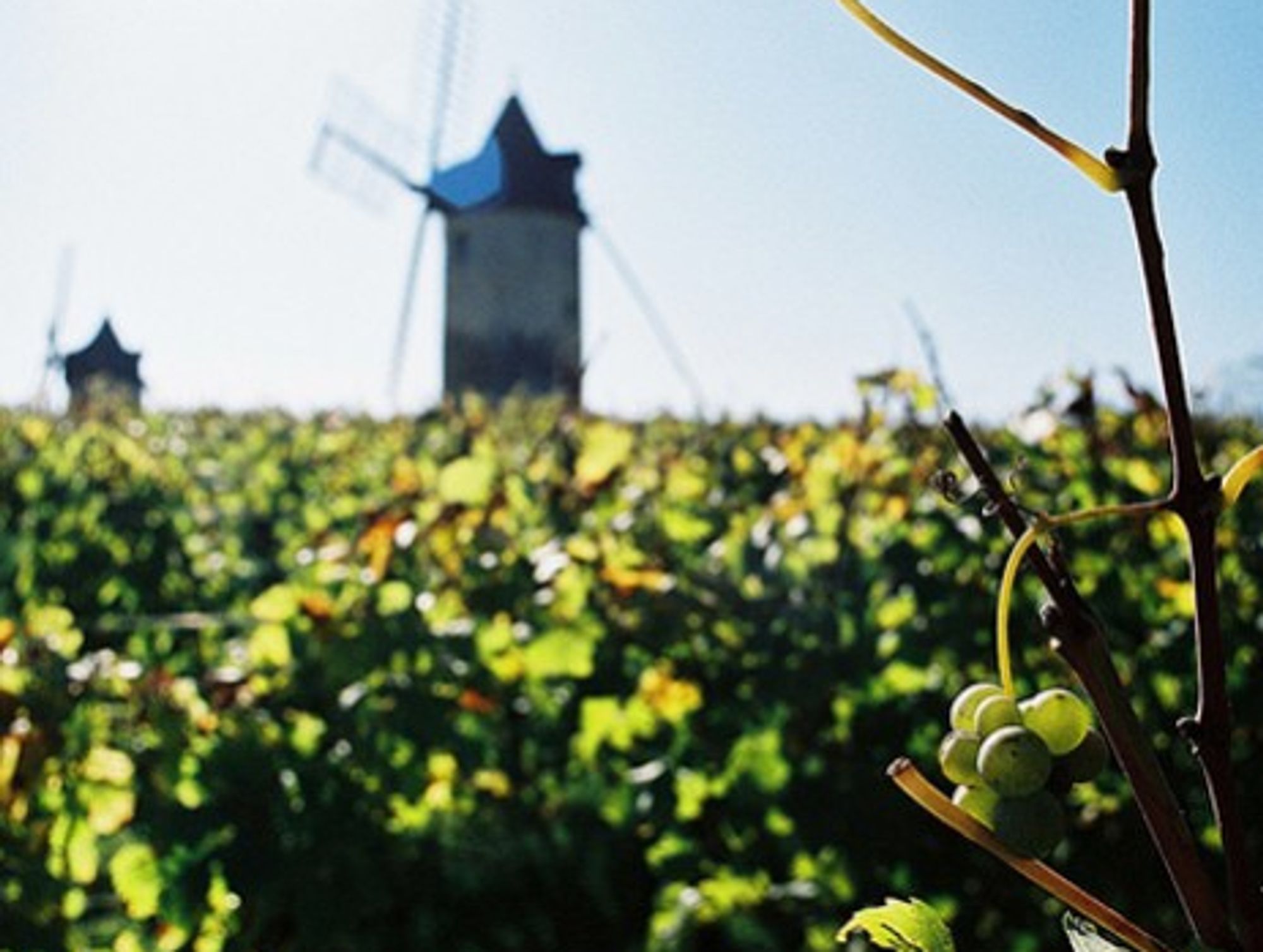 On the vine at Chateau Calon Segur (filtran)