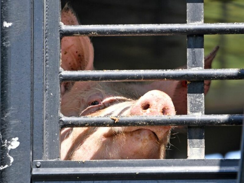 On the way to a slaughterhouse in Germany