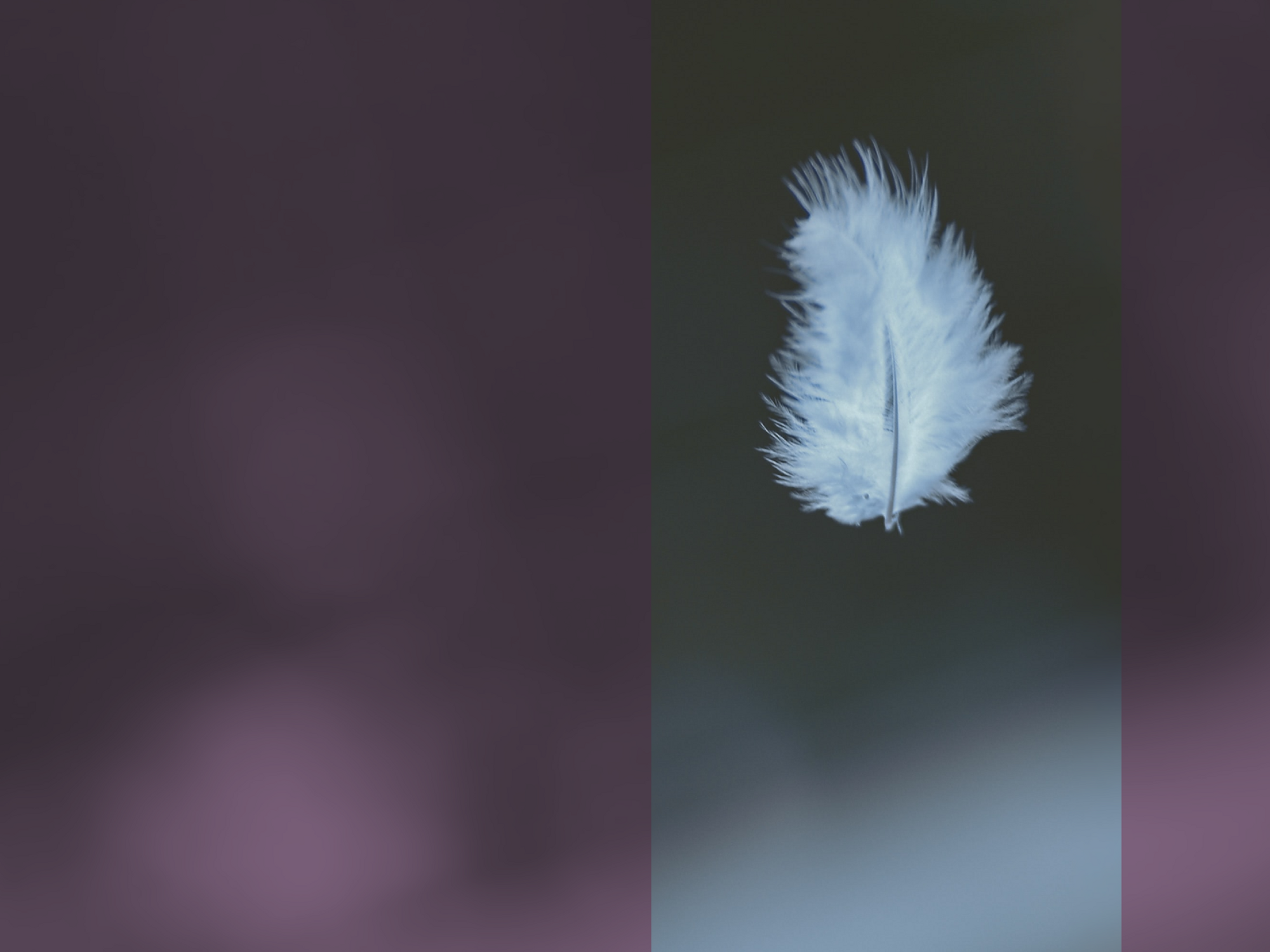 One Flew Over