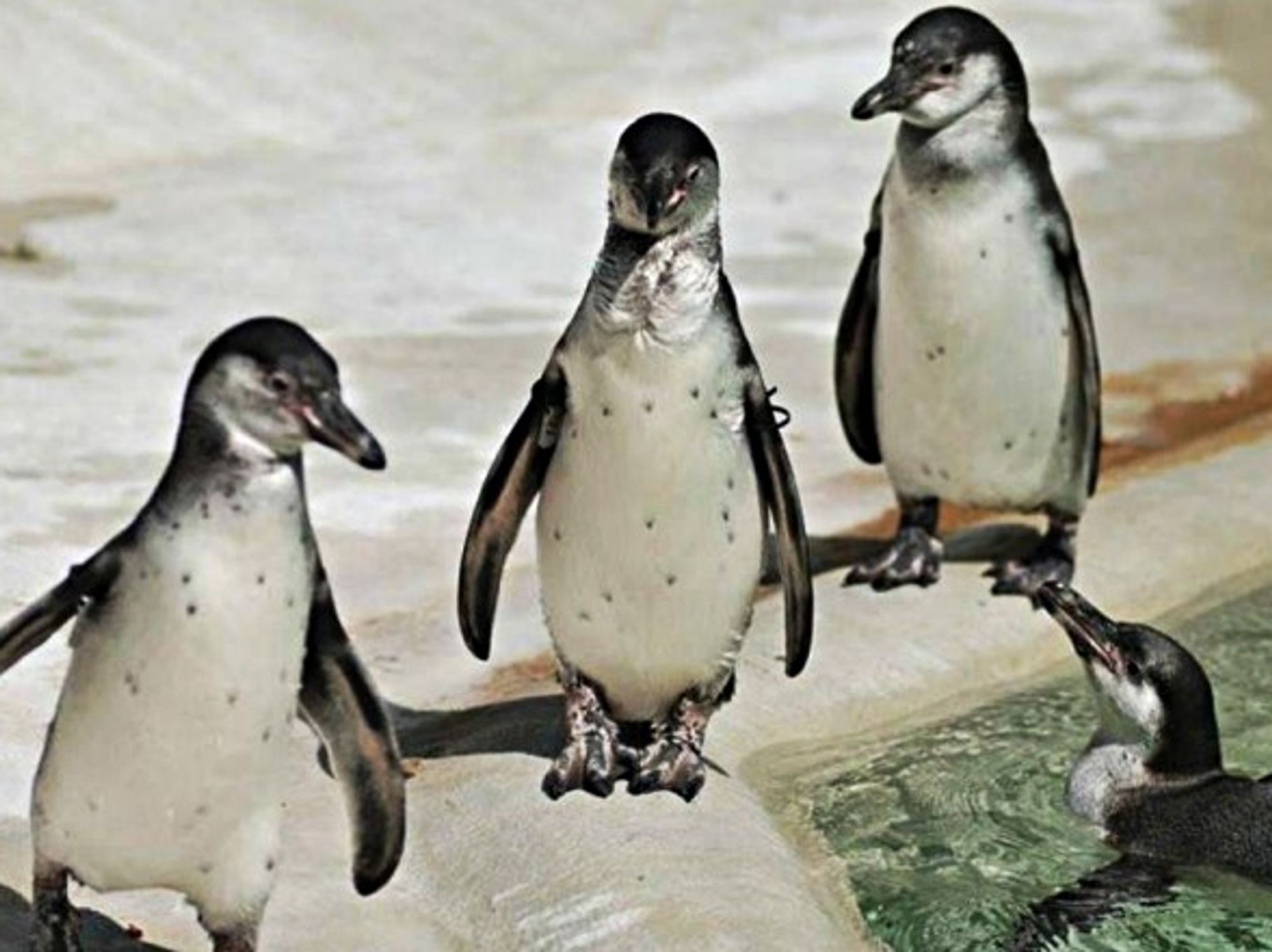 One of these Humboldt penguin was found dead at the Mannheim zoo