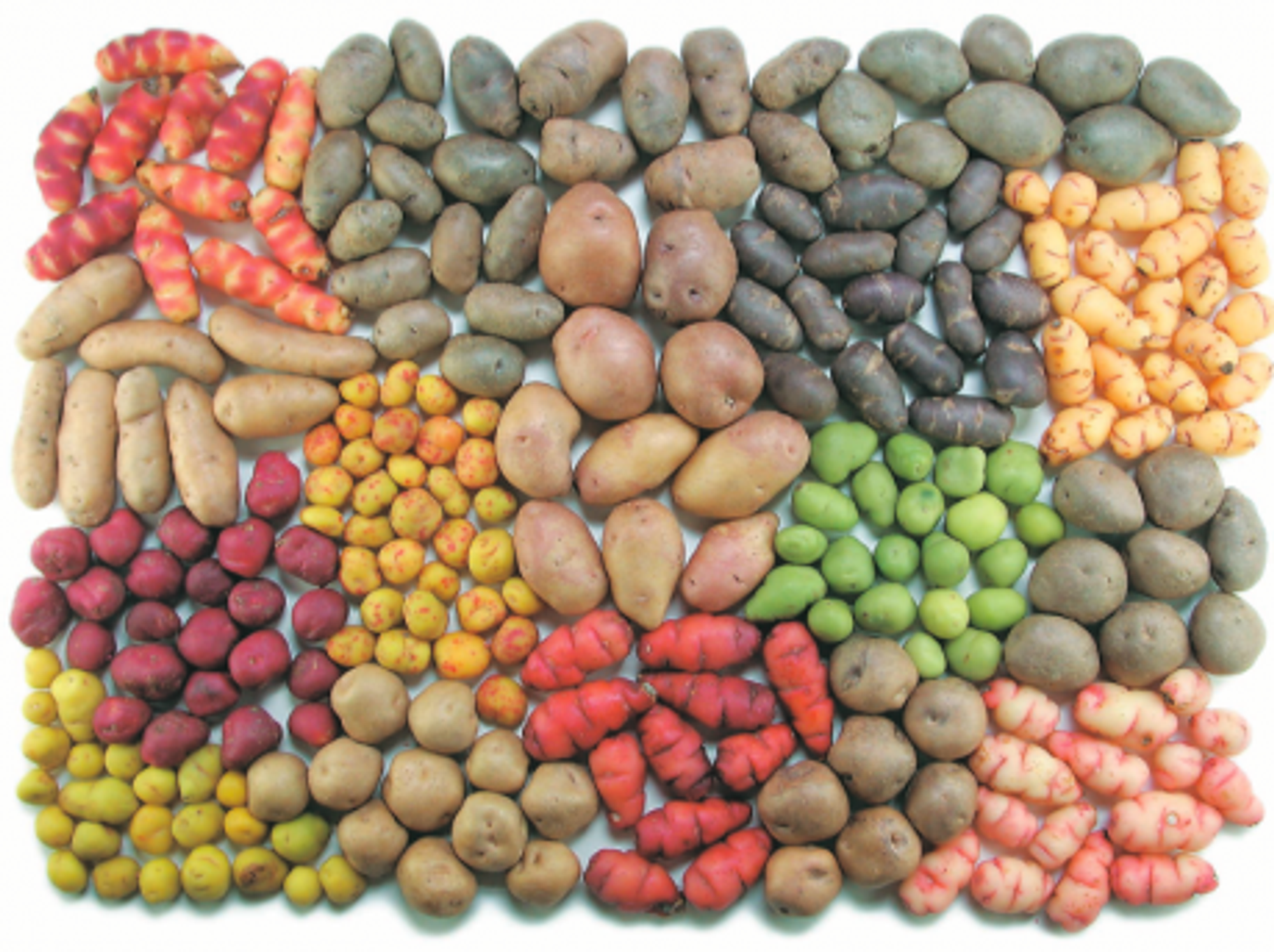 One potato, ten potatoes...all from Argentina