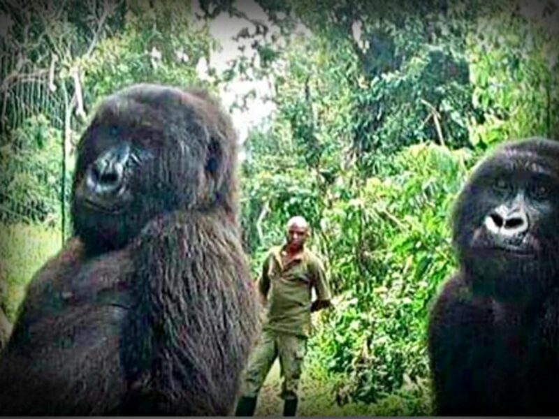 OneShot - Gorillas Strike A Pose For Selfie