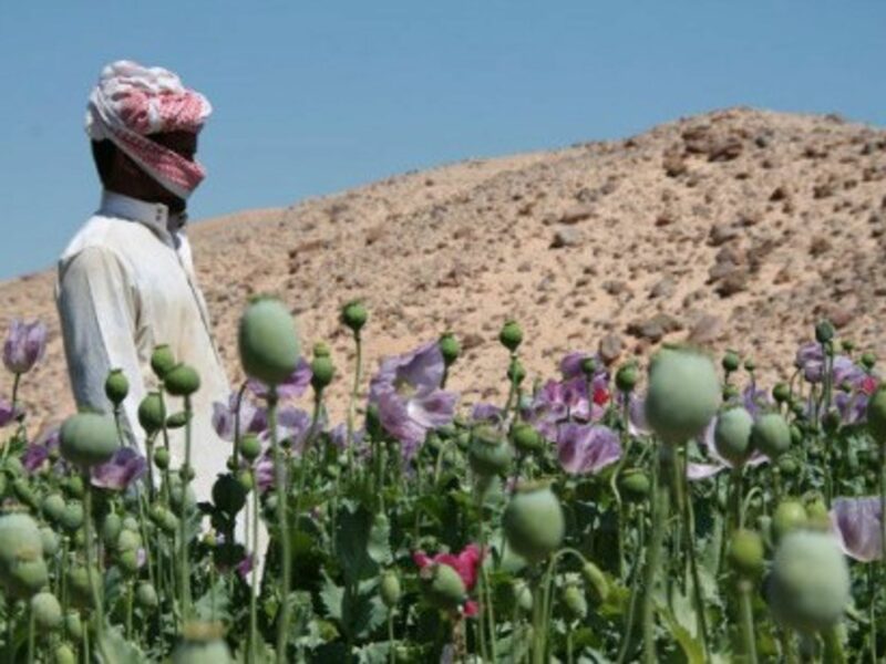 Opium field in the Egyptian Sinai Peninsula
