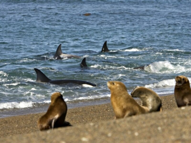 Orca Moms Teach Young The Trick For Killing Seals